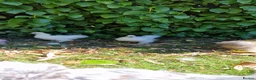 Chickens poultry for sale: Silkie Chicks for Sale  - Advert 2