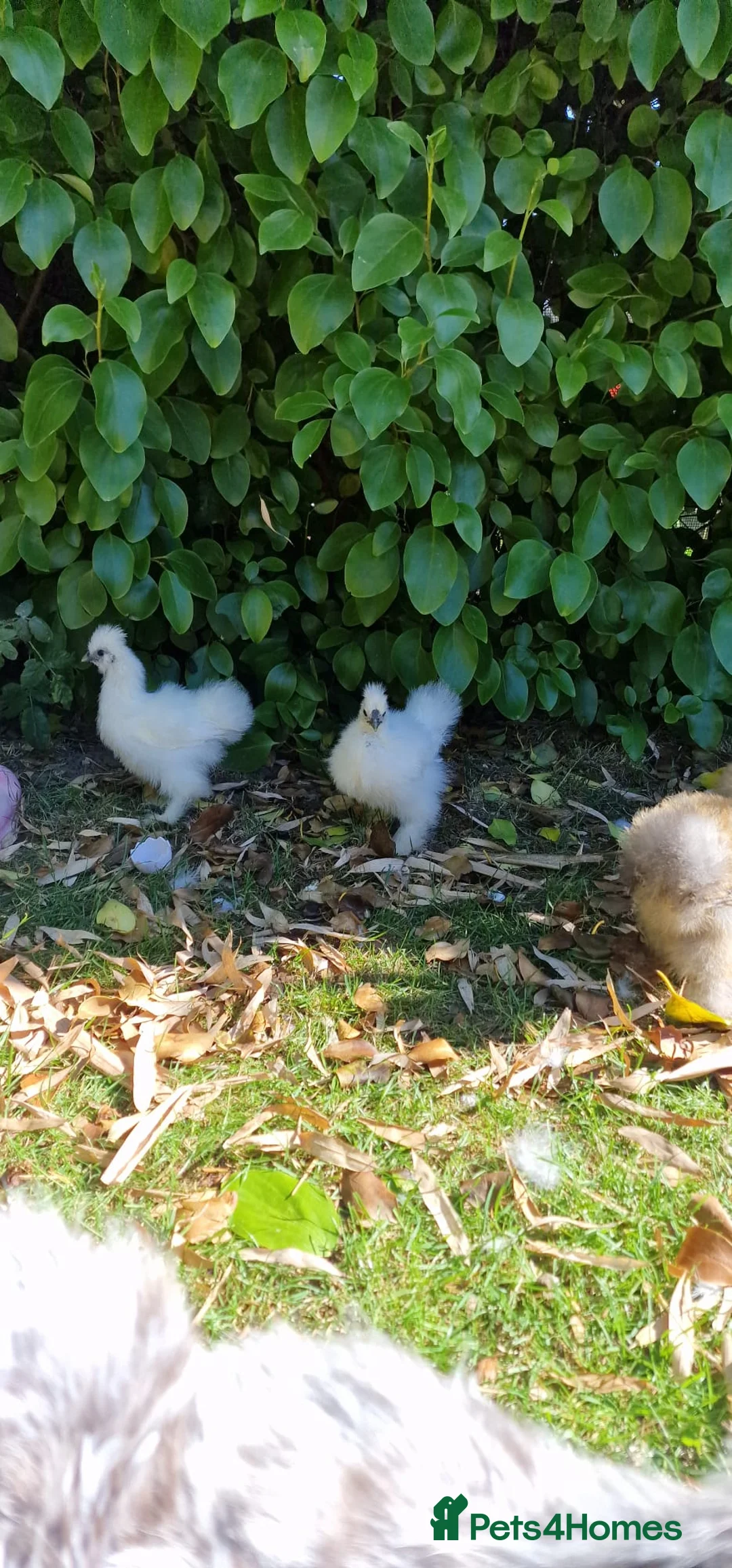 Chickens poultry for sale: Silkie Chicks for Sale  - Advert 2