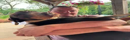 Dobermann dogs for sale: KC  reg Dobermann puppies  - Advert 6
