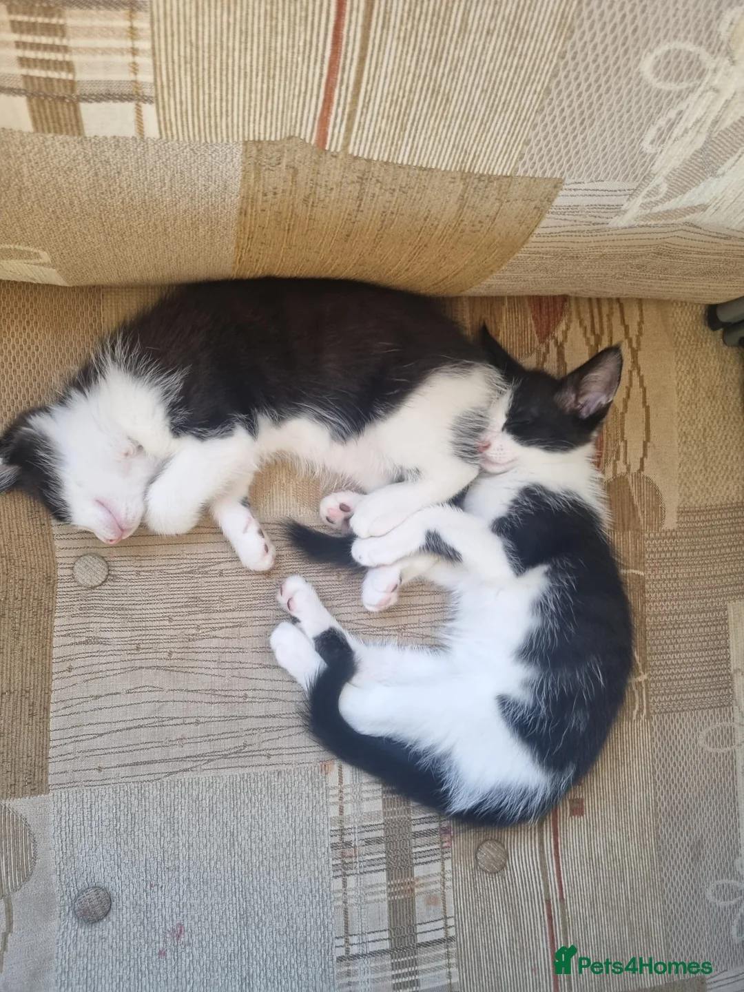 Turkish Van cats for sale: 1 Male and 1 Female kittens - Advert 1
