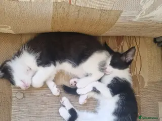 Turkish Van cats 1 Male and 1 Female kittens - Advert 2