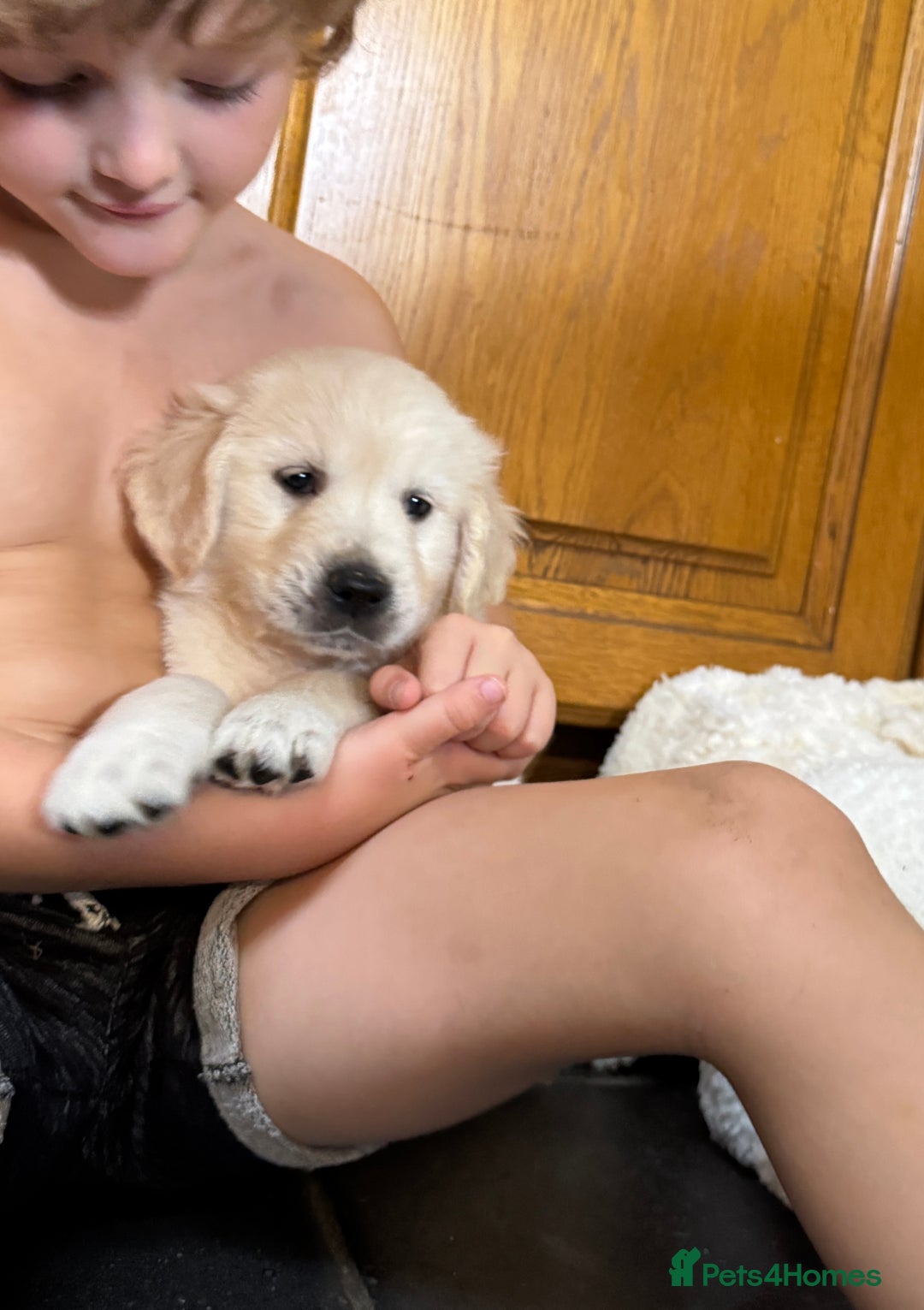 Golden Retriever dogs for sale: Out of DNA tested, kind & Champion bloodlines - Image 31