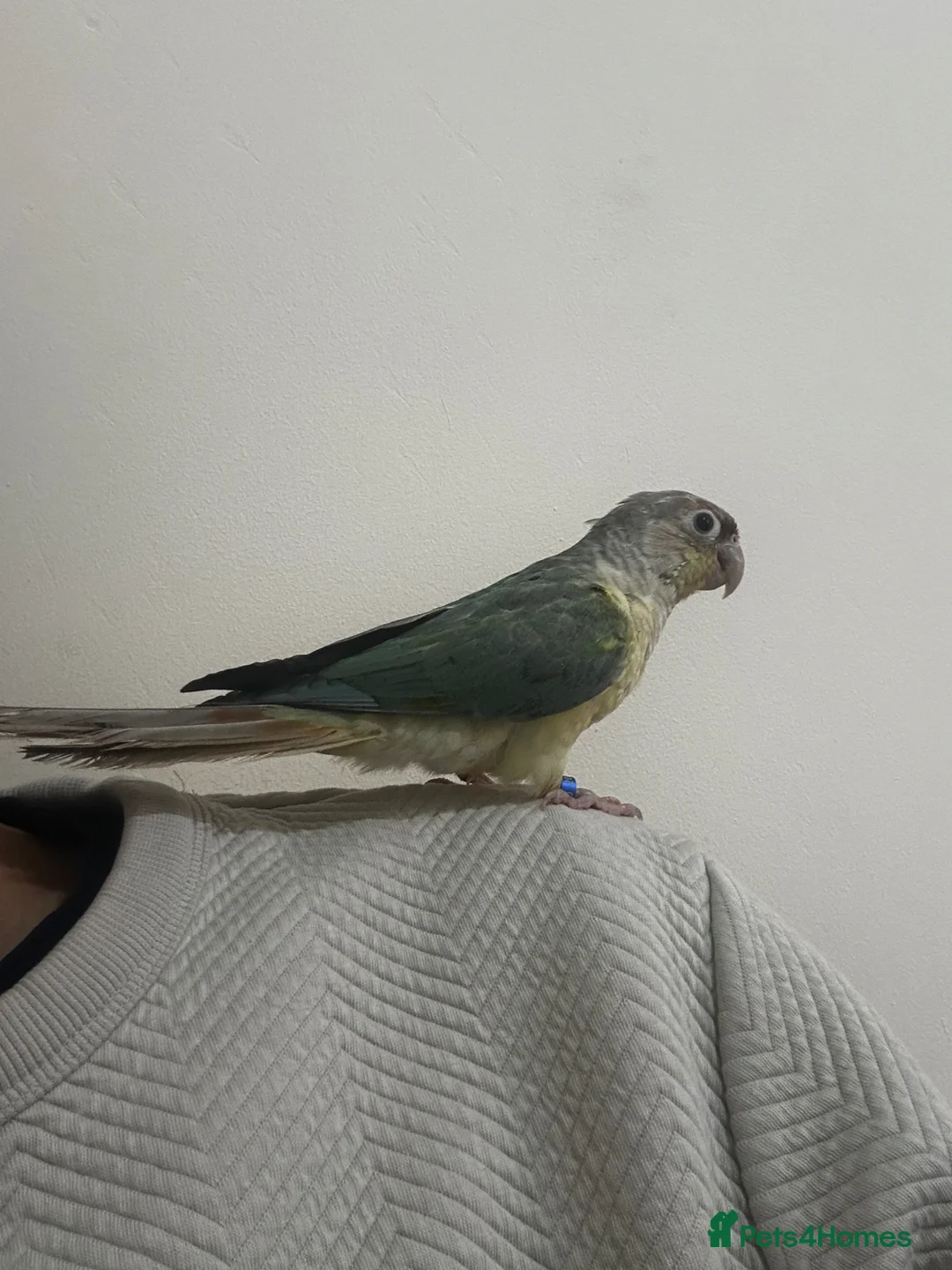Conures birds for sale: Silly hand tamed cinnamon Conure 🦜 - Advert 2