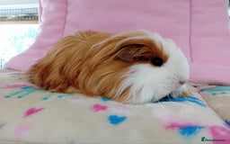 Guinea Pig rodents for sale: Baby Sheltie Sows/ Retired PE Self Golden Sow - Image 2