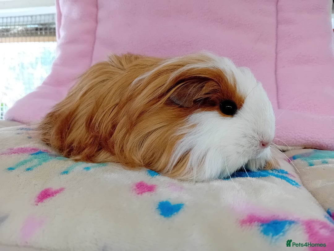 Guinea Pig rodents for sale: Baby Sheltie Sows/ Retired PE Self Golden Sow - Image 2