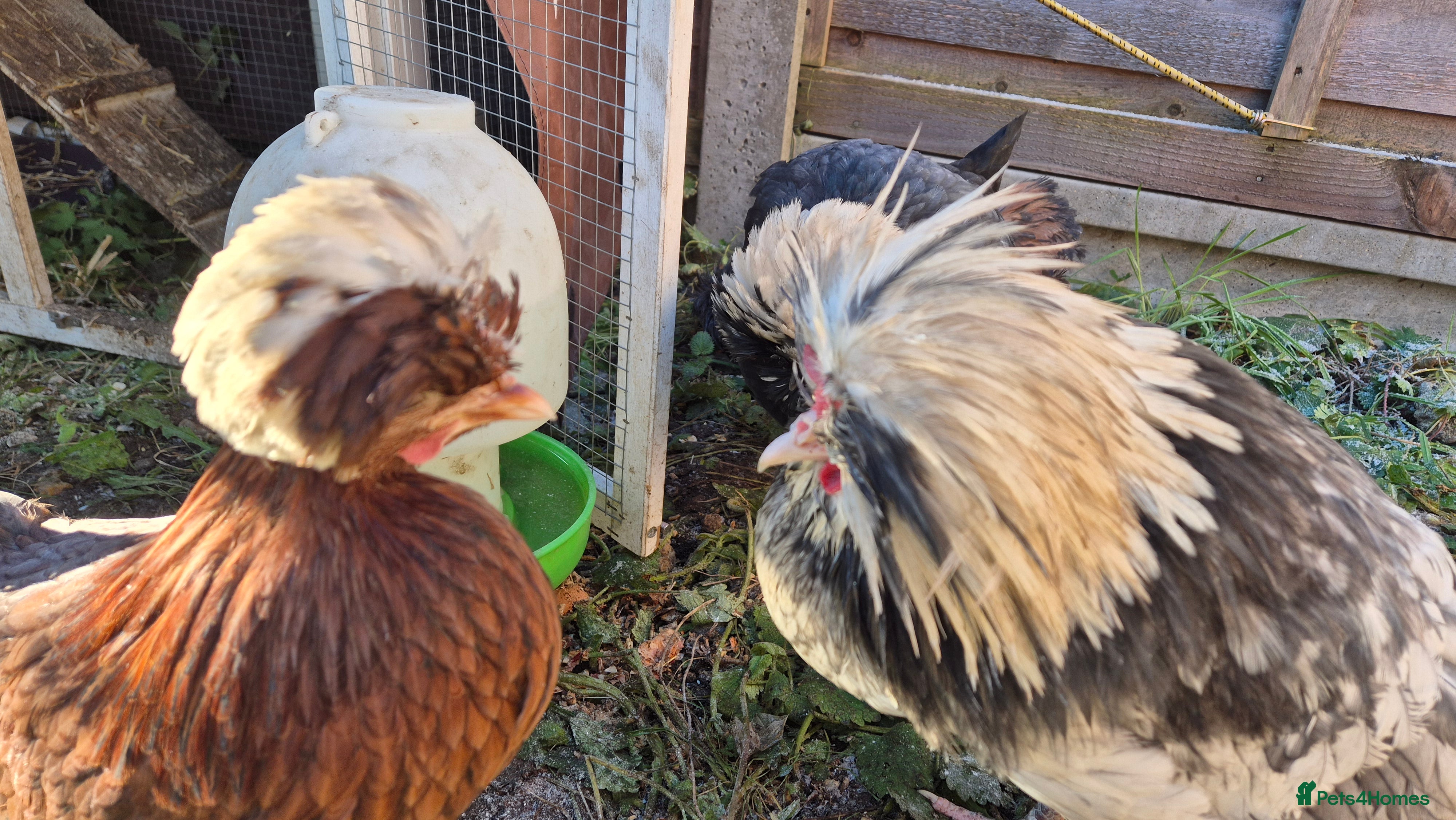 Chickens poultry Male and female Polish chickens - Advert 16