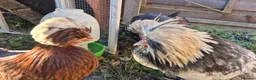 Chickens poultry for sale: Male and female Polish chickens - Advert 1