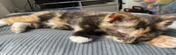 Mixed Breed cats for sale: Two Female Tortoiseshell Kittens For Sale! - Advert 9