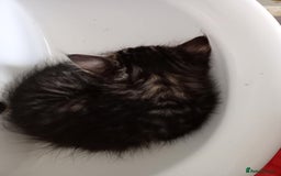 British Shorthair cats for sale: 1 female and male kitten  - Advert 2