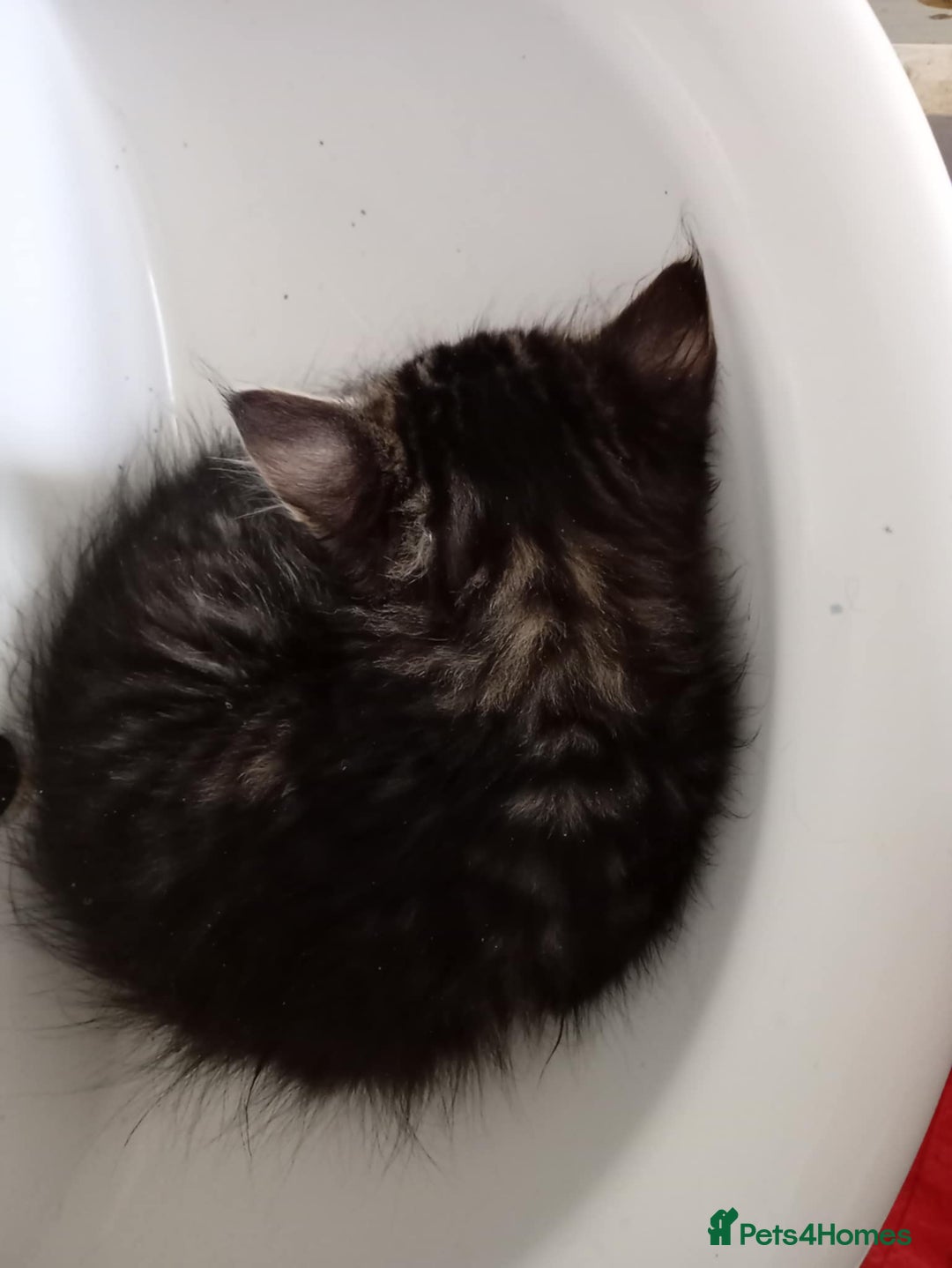 British Shorthair cats for sale: 1 female and male kitten  - Advert 2