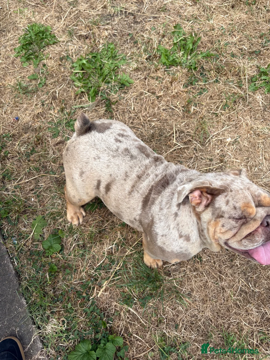 English Bulldog dogs for sale: Merle English Bulldog for sale.  - Advert 2