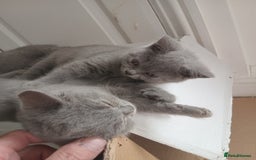 British Shorthair cats for sale: BRITISH SHORT HAIR KITTENS  in Gloucester - Image 5