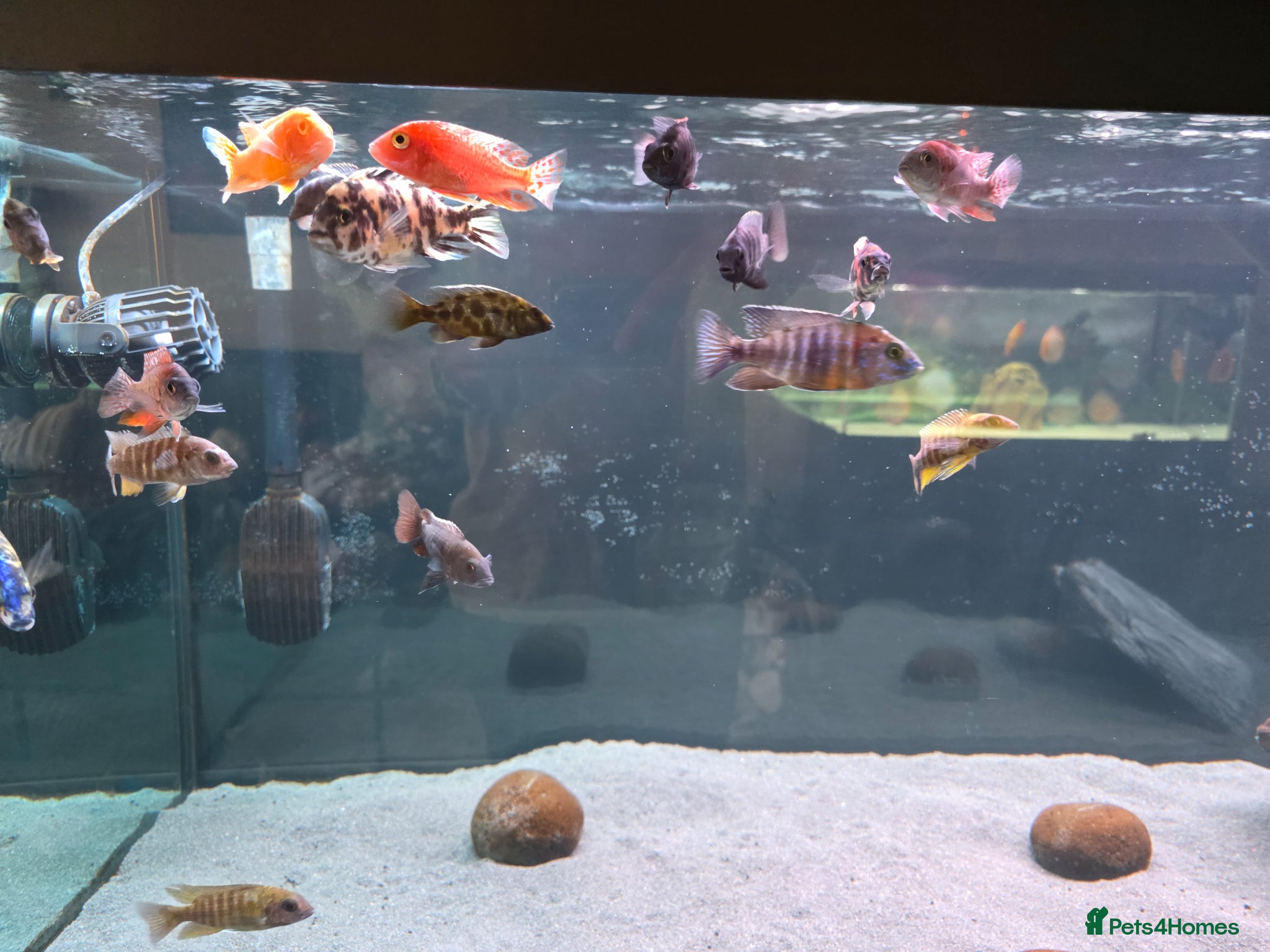 Cichlids fish 21 african chiclids. Peacocks and haps.  - Advert 19