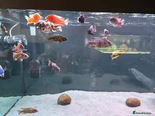 Cichlids fish 21 african chiclids. Peacocks and haps. - Advert 19