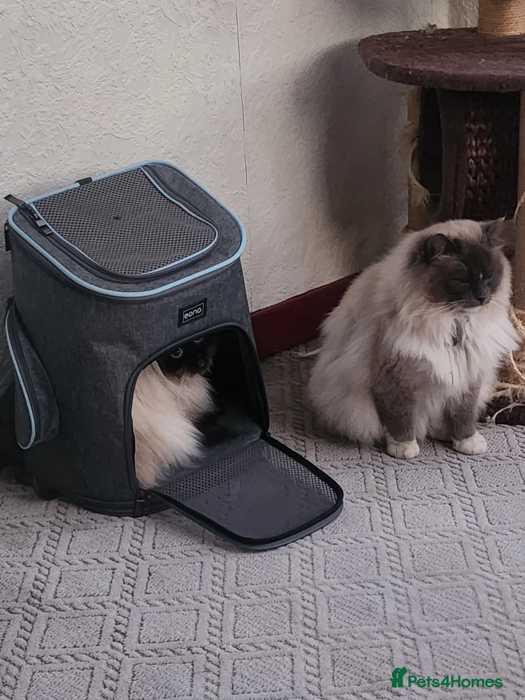 Ragdoll cats for stud: Beautiful ragdoll available for stud duties in Poulton-le-Fylde - Advert 9