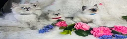 Ragdoll cats for sale: Pure Ragdoll Seal/blue point Lynx kittens - Advert 4