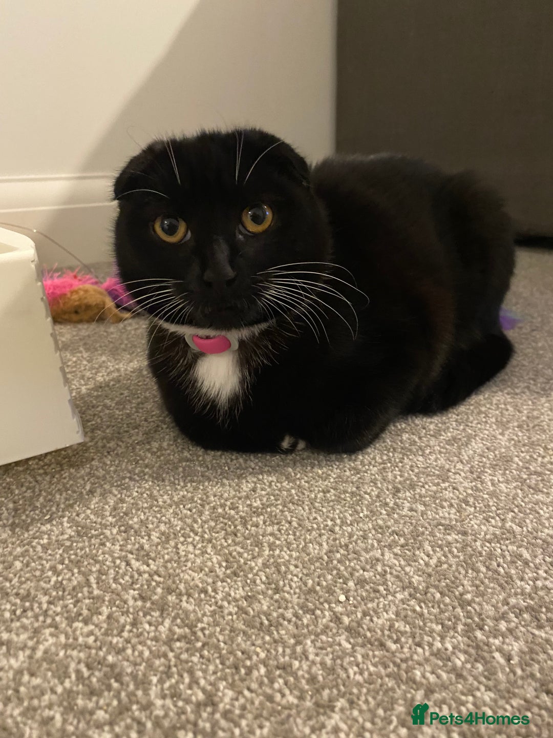 Mixed Breed cats for sale: 3 kittens, 2 girls 1 boy. READ DESCRIPTION  - Advert 12