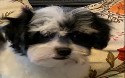 Maltese dogs for sale: Adorable little Maltese puppies  - Image 7