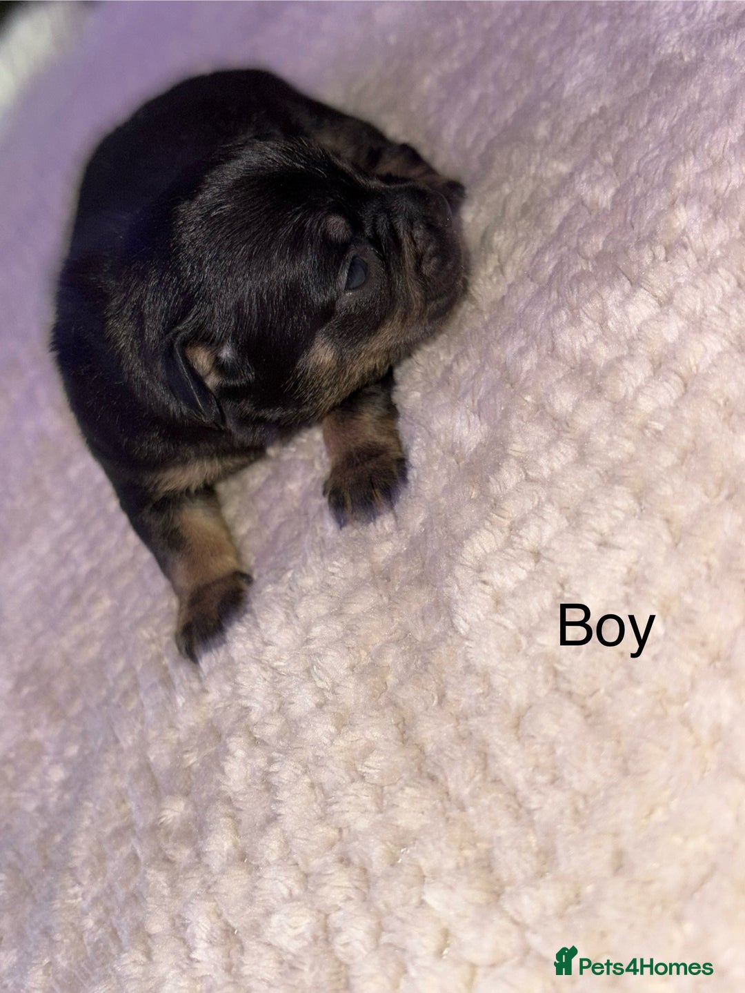 Mixed Breed dogs for sale: 3 Boy Puppies Available  - Image 5