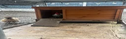 Chickens poultry for sale: Chickens & cockerel & set up in Ashton-under-Lyne - Advert 5