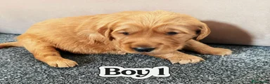Golden Retriever Puppy 1