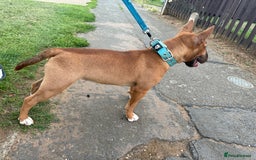 Miniature Bull terrier dogs for sale: Minuter English bull terrier  - Image 5