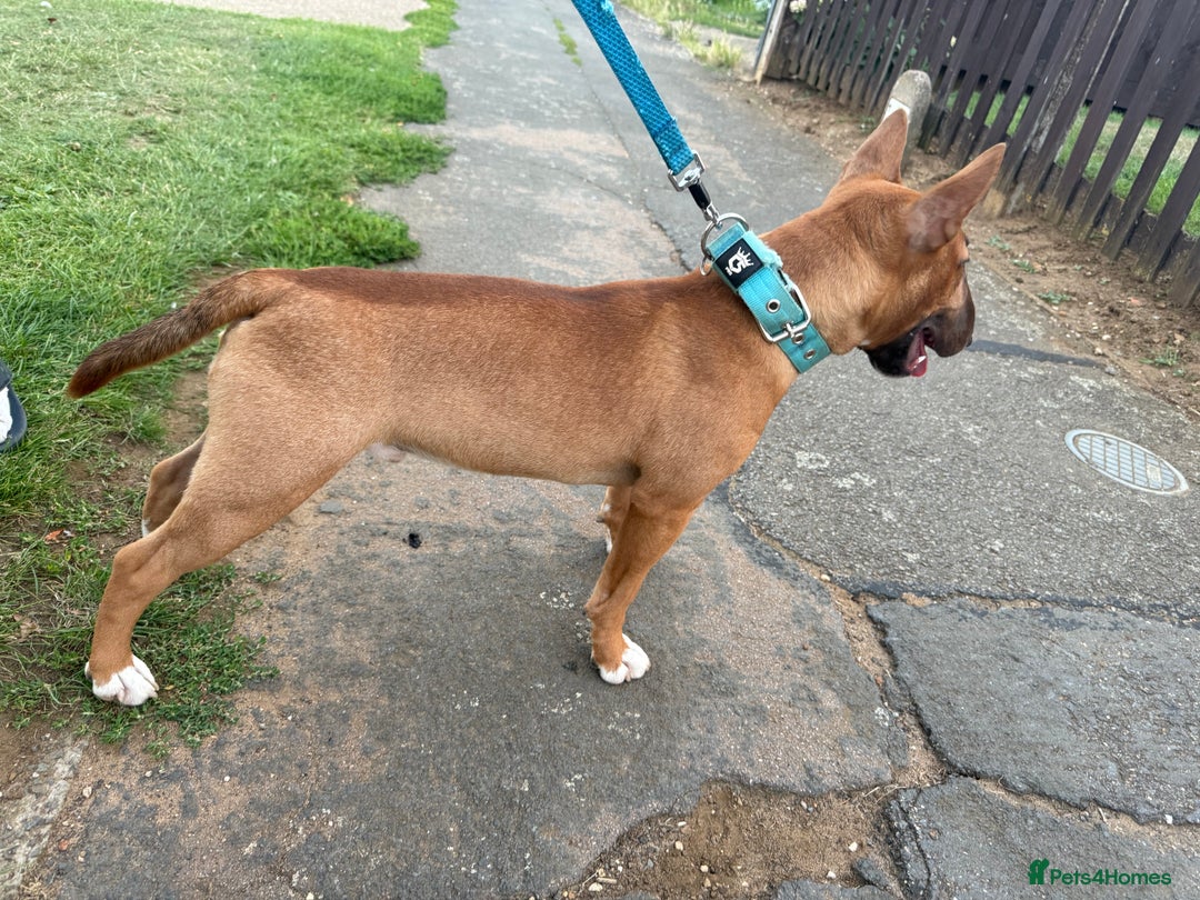 Miniature Bull terrier dogs for sale: Minuter English bull terrier  - Image 5