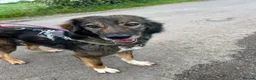 Mixed Breed dogs for adoption: Meet Barak, currently residing in Cheshire  in Nantwich - Advert 11
