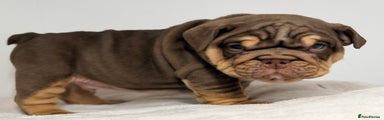 English Bulldog Puppy 3