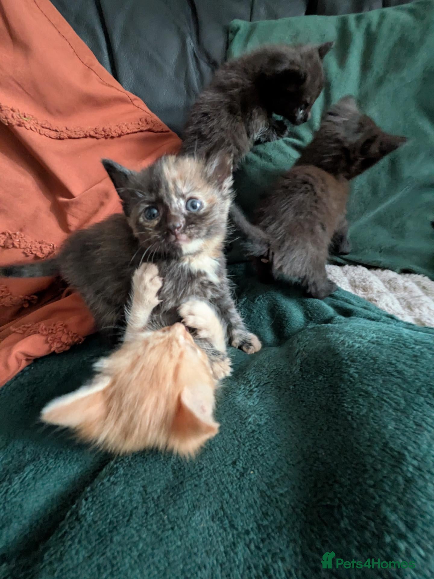 Mixed Breed cats Tortie, Ginger & Black Kittens for sale Leicester - Advert 8