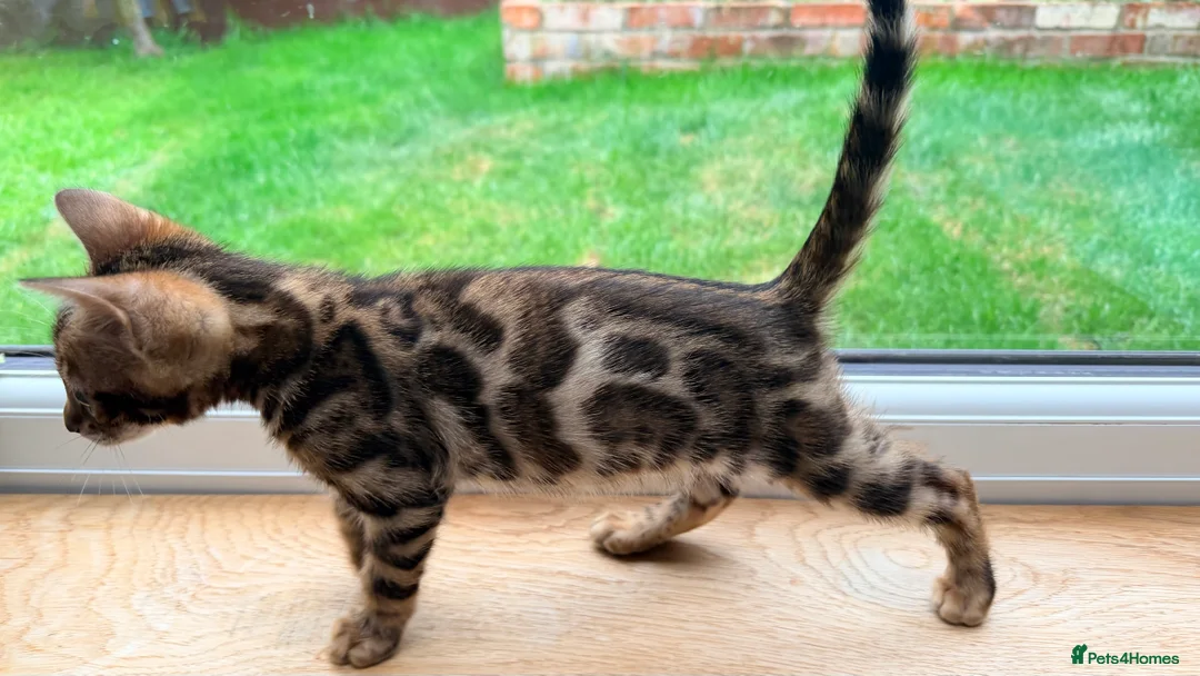 Bengal cats for sale: 🐾 Show quality GCCF Bengal Kittens for Sale 🐾 - Advert 1