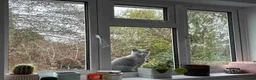 Russian Blue cats for sale: Gorgeous TICA Russian Blue Kittens - Advert 7