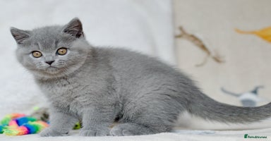 British Shorthair cats - Advert 5