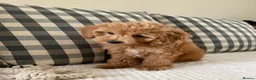 Cockapoo dogs for sale: Health tested cockapoo puppies  - Advert 18