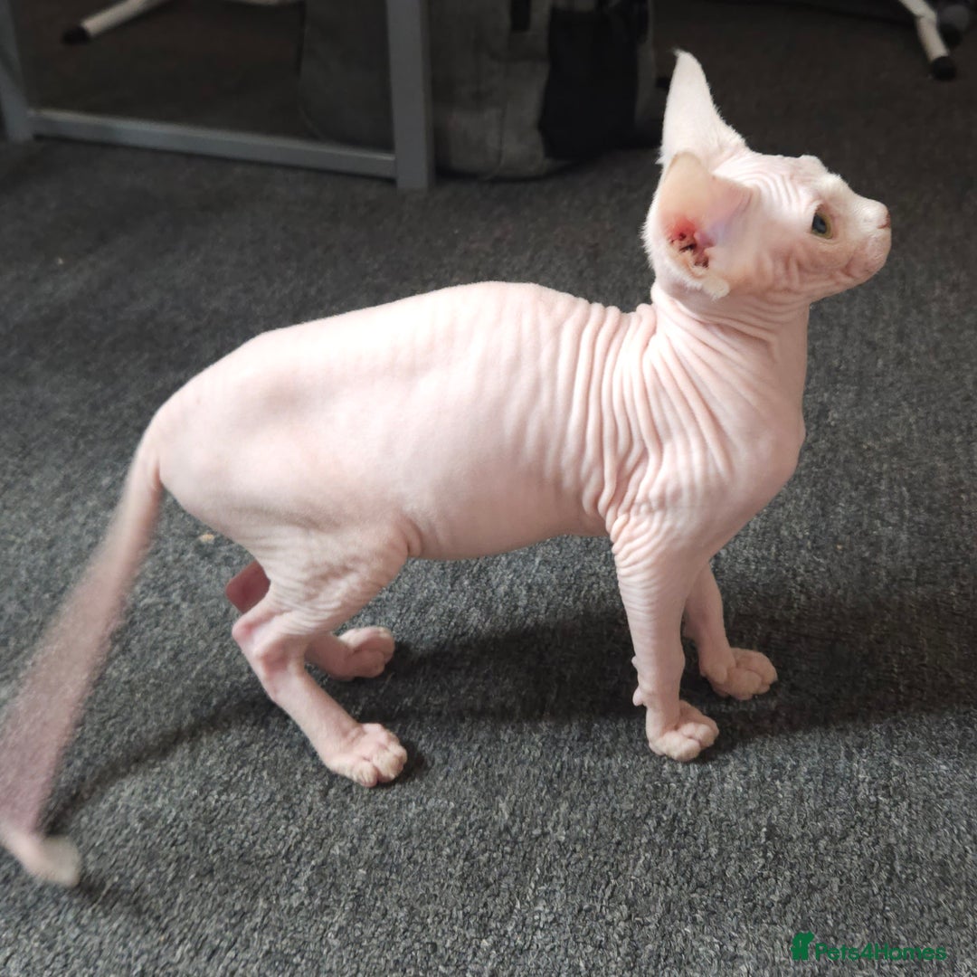 Sphynx cats for sale: Pedigree Sphynx kittens. Ready to go. - Advert 15