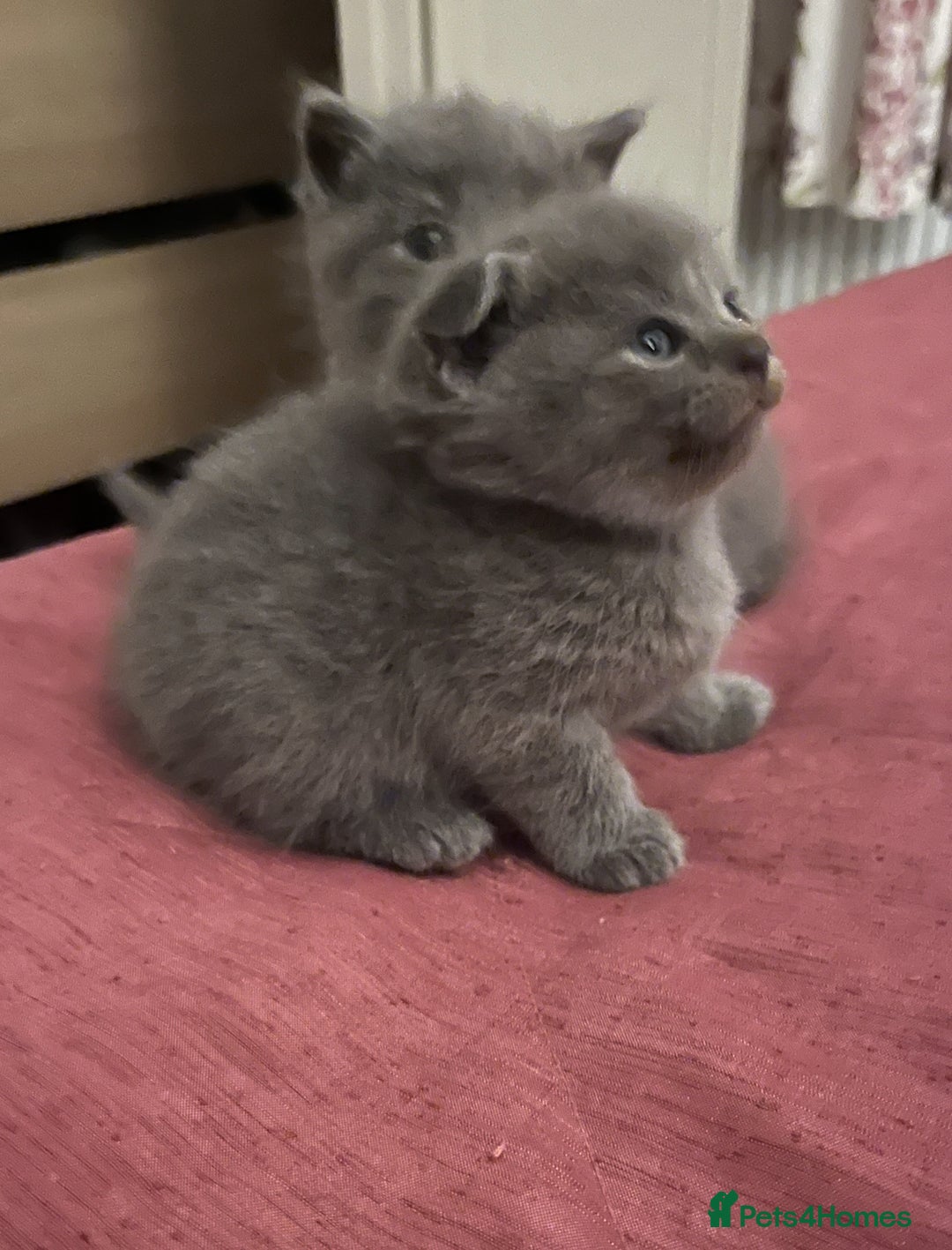 Scottish Fold cats for sale: Lovely Scottish fold kittens  - Advert 10
