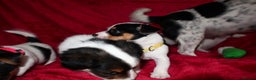 Jack Russell dogs for sale: Five beautiful Jack Russell's - Advert 19