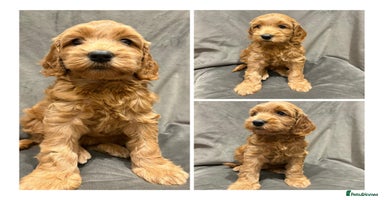 Cockapoo dogs - Advert 9