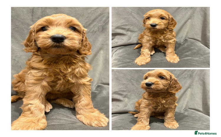 Cockapoo dogs - Advert 2