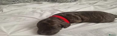 Cockapoo Puppy 1
