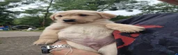 Labrador Retriever dogs for sale: 5 beautiful labrador pups looking forever homes  - Advert 10