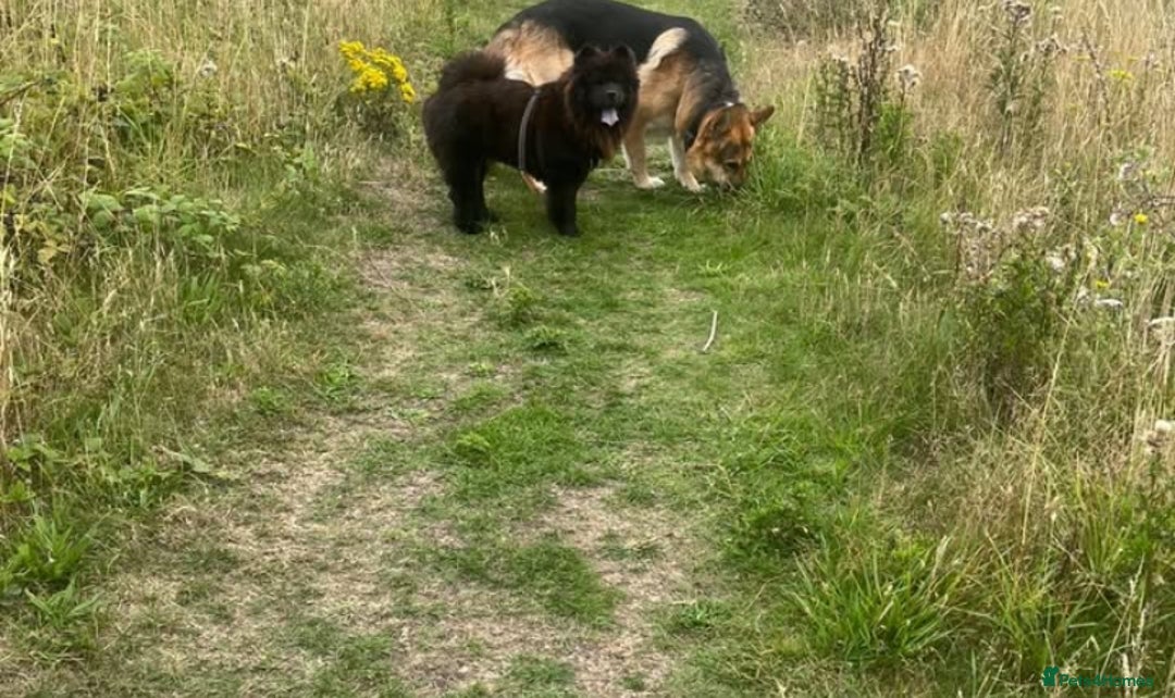 Chow Chow dogs for sale: FEMALE CHOW CHOW. - Image 3
