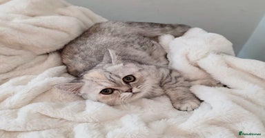 Exotic cats - Advert 1