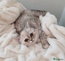 Exotic cats - Advert 2