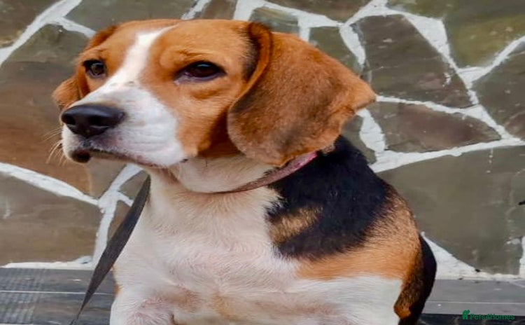 Beagle dogs - Advert 10