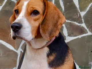 Beagle dogs - Advert 36