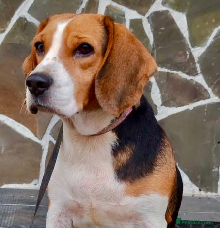 Beagle dogs Mona - female Beagle - Advert 1