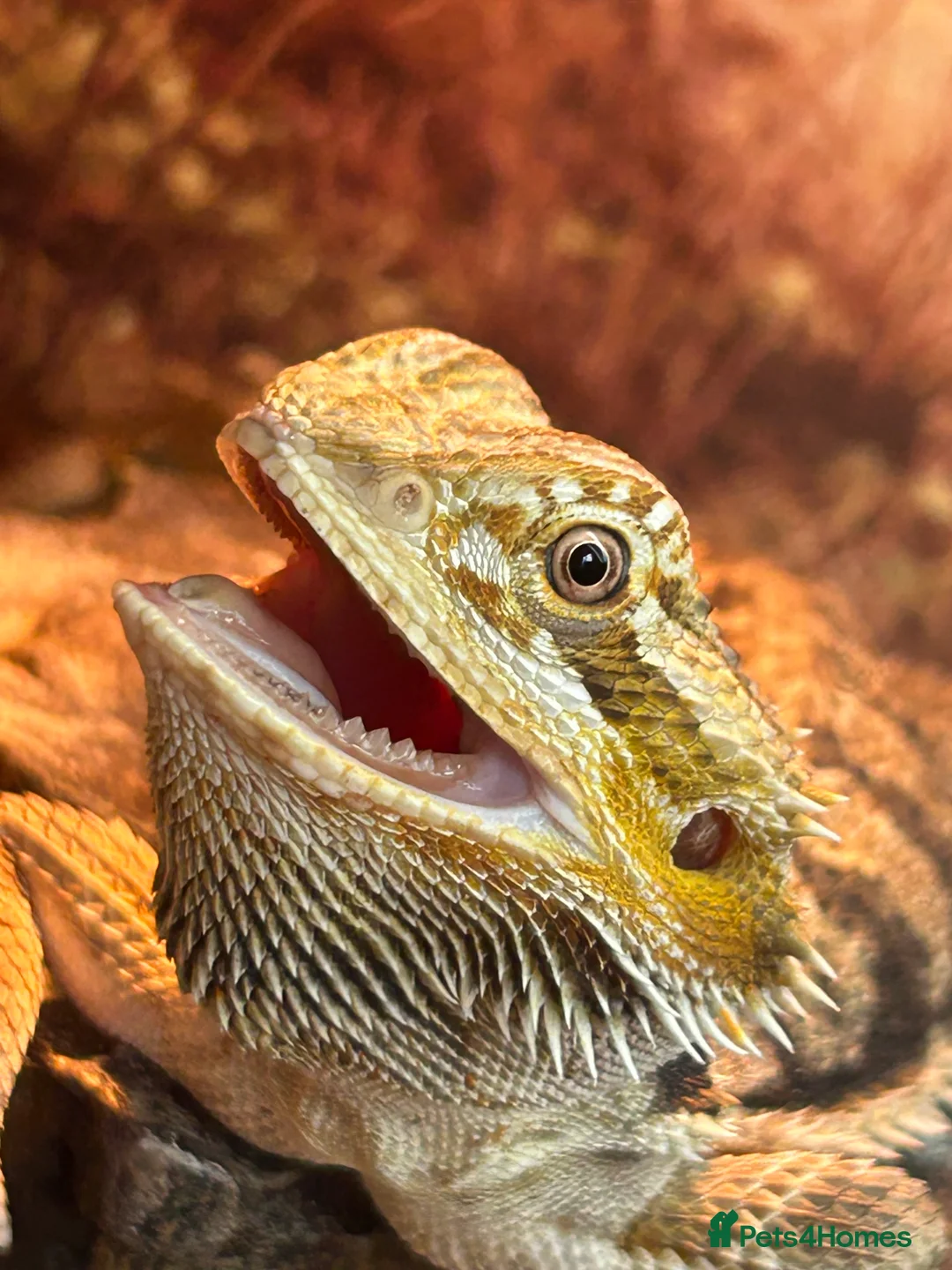 Mixed Breed reptiles for sale: Looking to rescue any reptiles - Advert 1