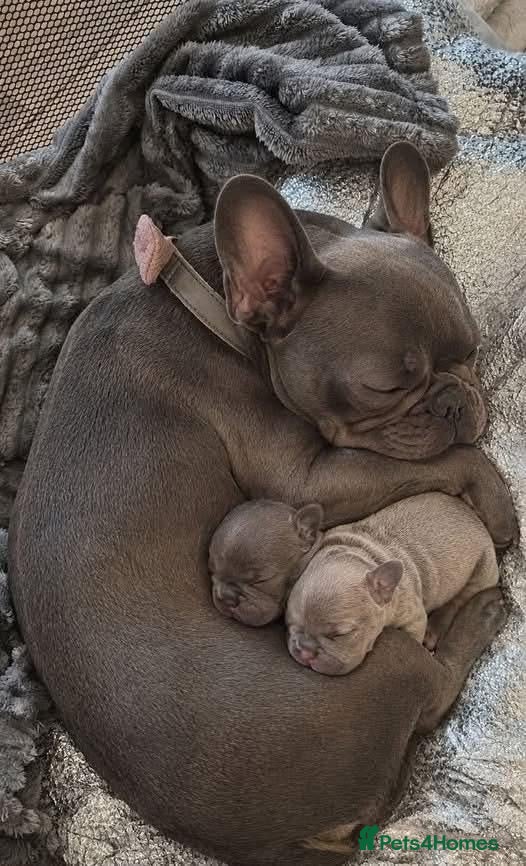 French Bulldog dogs Beautiful French Bulldog Puppies - Advert 2