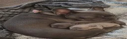 French Bulldog dogs for sale: Beautiful French Bulldog Puppies in Maryport - Advert 1